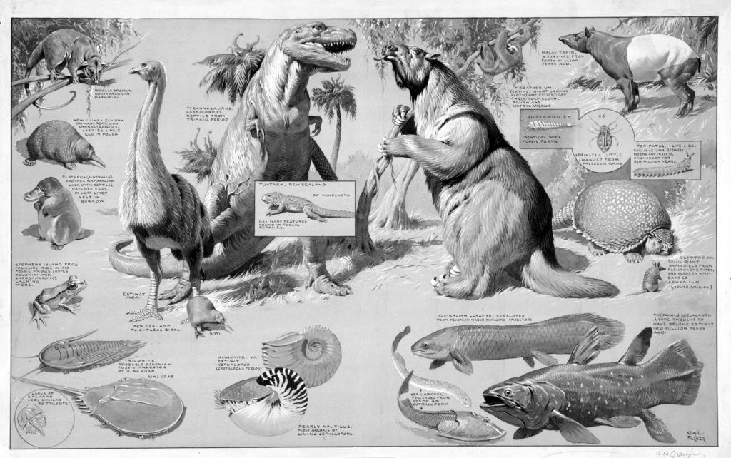 An illustrated poster depicting 'living fossils'.