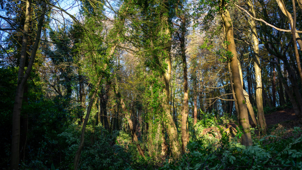Overgrown woodland area