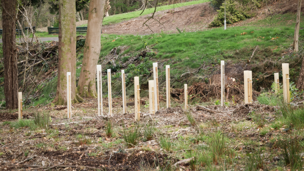 Tree replanting at Ulster Folk Museum
