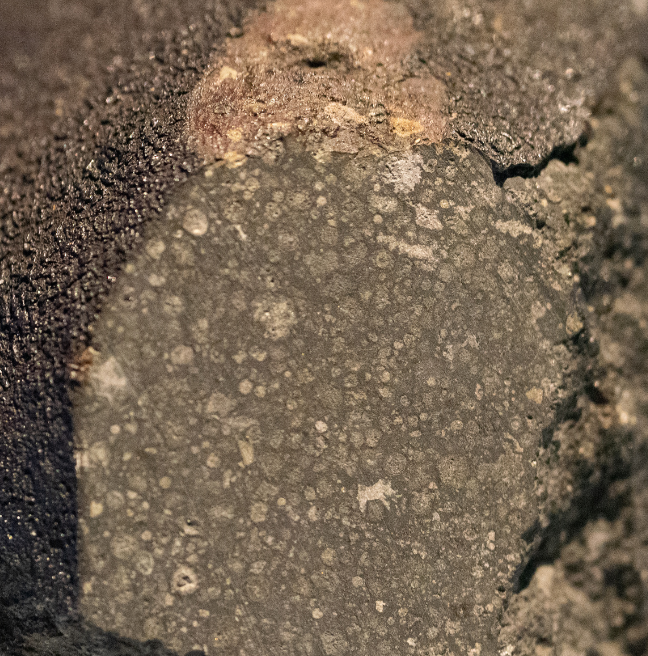 A close up of a meteorite showing the outer, dark, rough surface and the smooth, speckled surface underneath that.