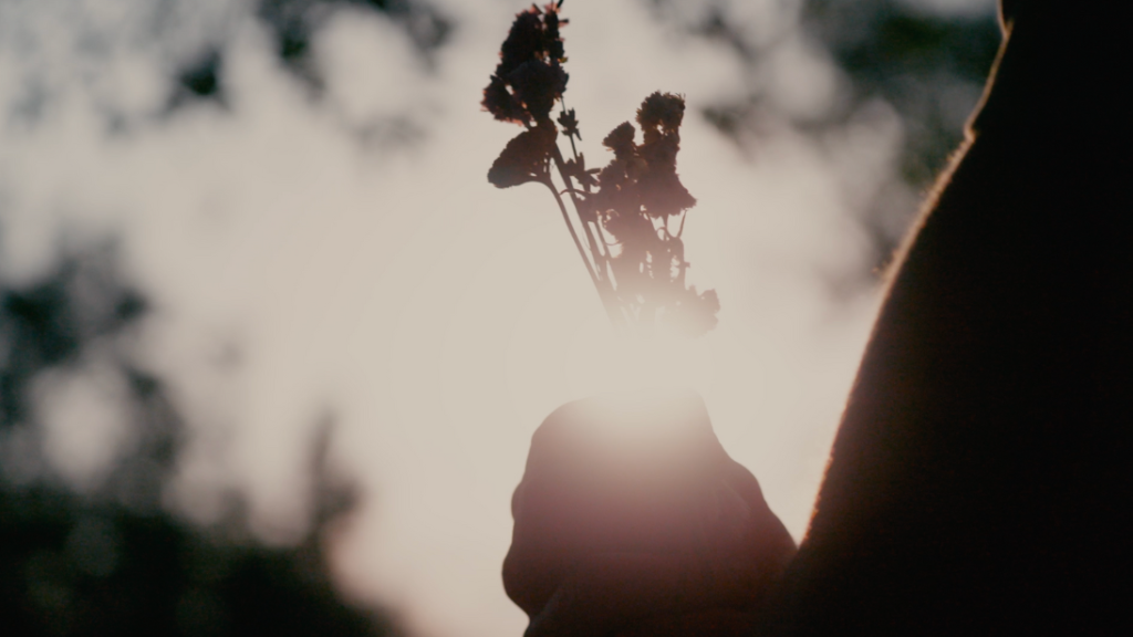 Midsummer poisies
