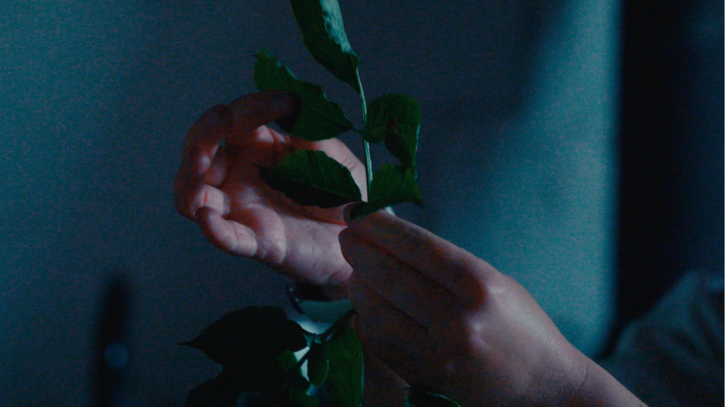 Herbs for Midsummer