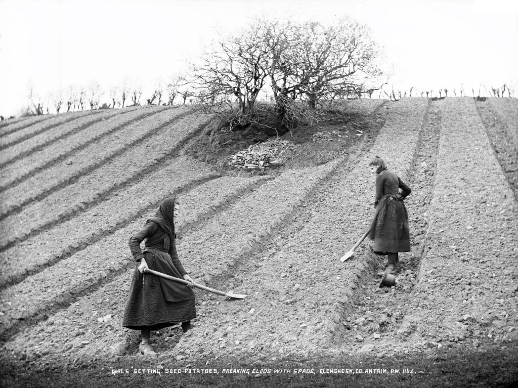 Girls "setting" seed potatoes, breaking clods with spade, Glenshesk, Co. Antrim