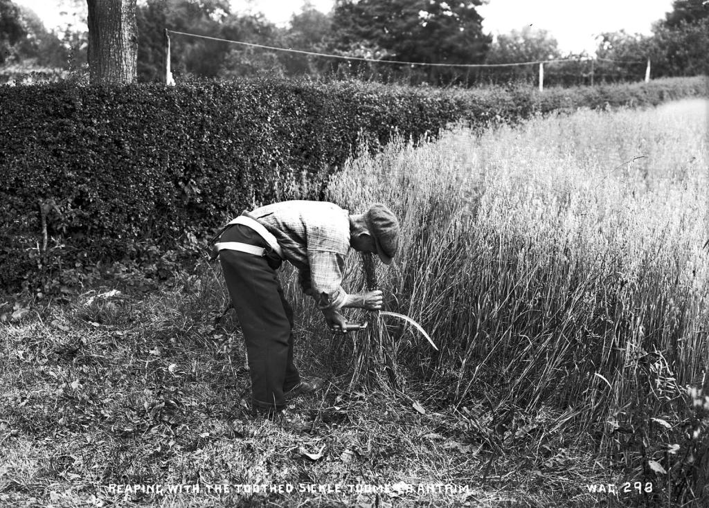 a man reaping corn in the field