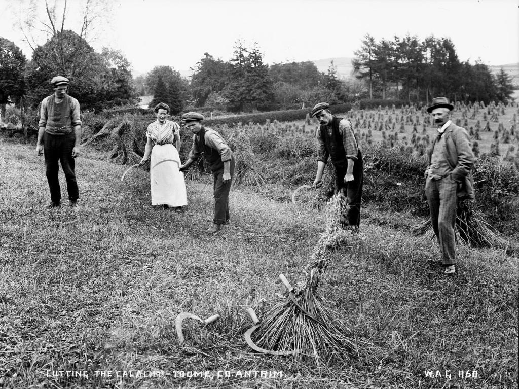Cutting the Calacht in Toome