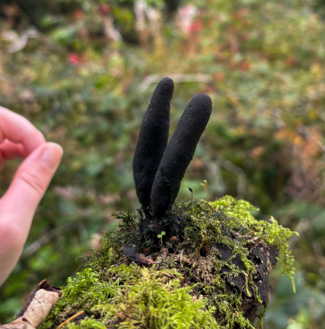 A fungi sprouts from a piece of dead wood. There are two flowering bodies that resemble fingers.