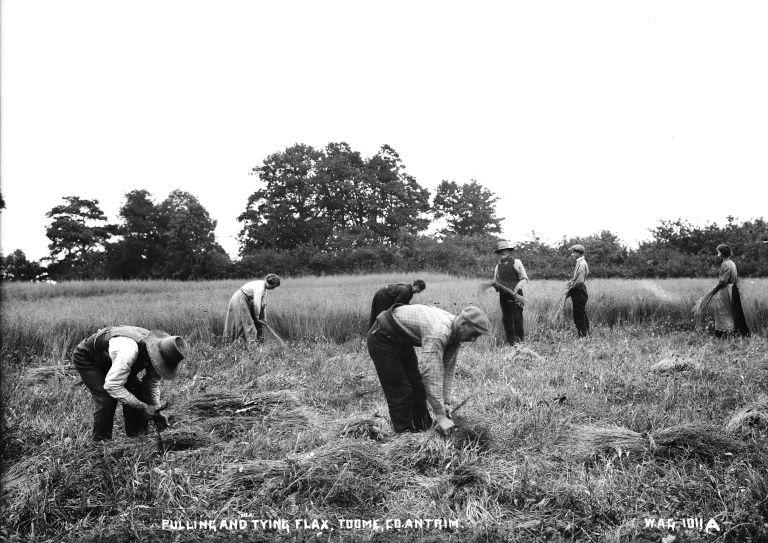 Several men pulling flax in a field