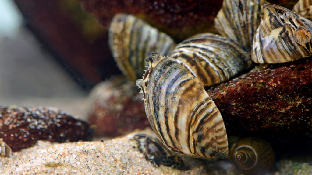 Zebra mussels are disrupting natural ecosystems by outcompeting native molluscs, altering water quality, and contributing to harmful algal blooms.