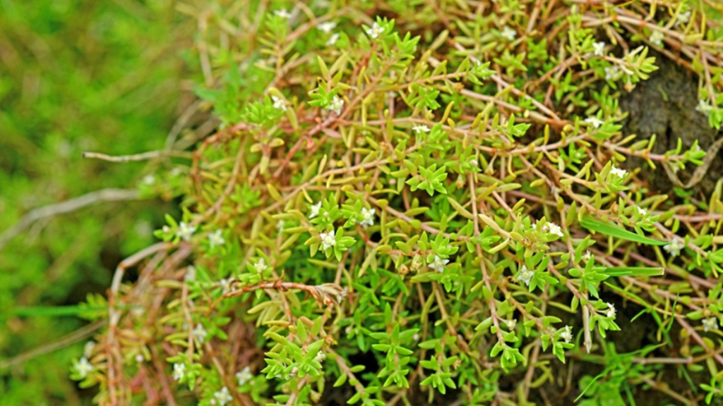 Crassula helmsii (New Zealand Pigmyweed) 