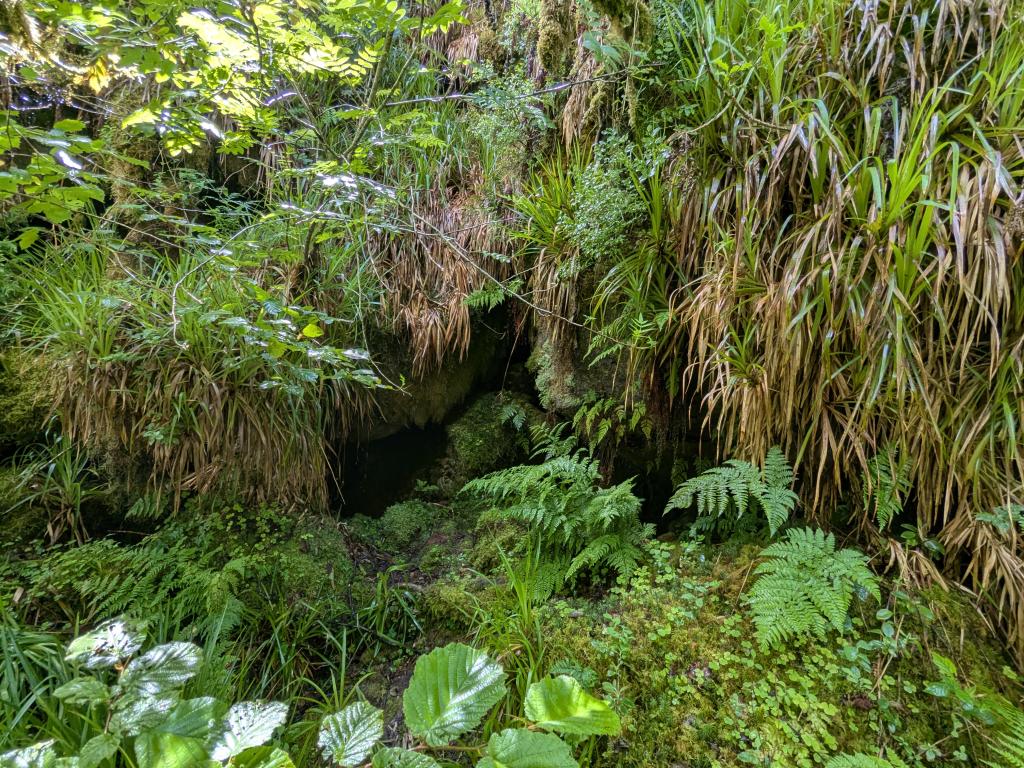 Filmy ferns under boulders and in caverns at Correl Glen