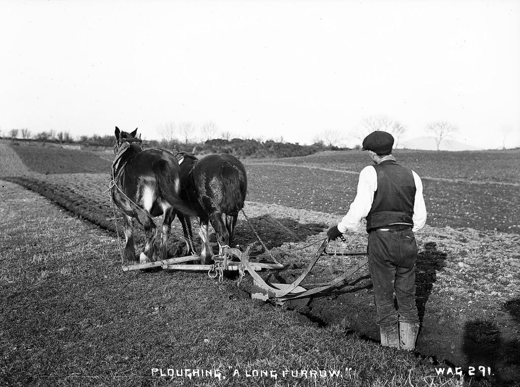 Ploughing a long furrow (HOYFM.WAG.291)