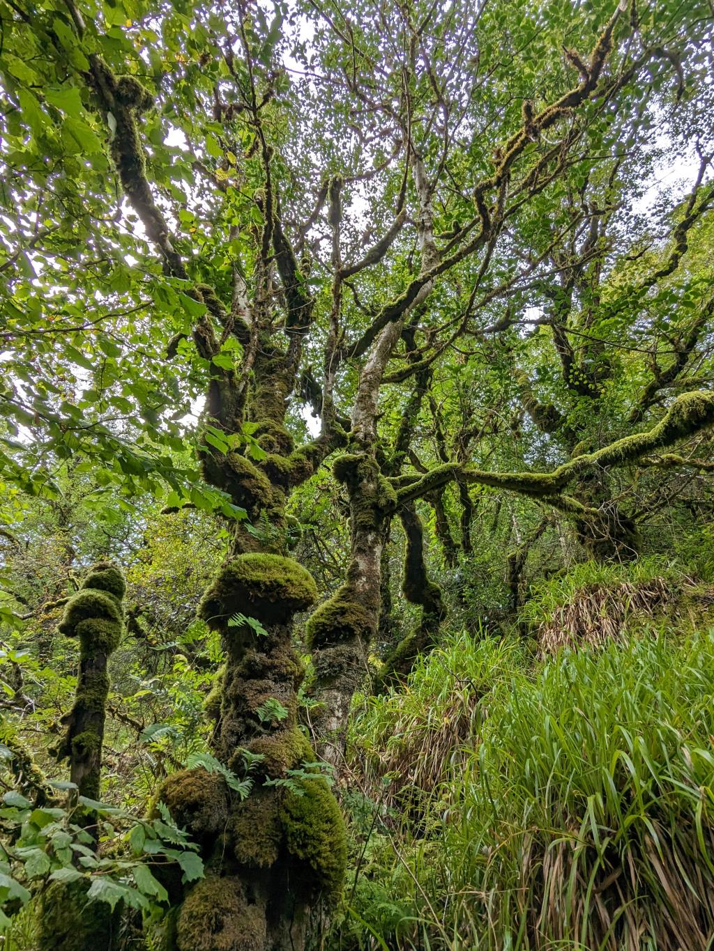 A mature tree with gnarled branches laden with epiphytic fern, moss and liverwort species. 